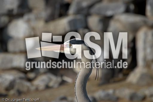 Graureiher (4 von 15).jpg